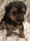 Yorkshire Terrier Puppies for sale in Mt Carmel, PA 17851, USA. price: $700