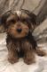 Yorkshire Terrier Puppies for sale in Mt Carmel, PA 17851, USA. price: $1,200
