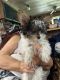 Yorkshire Terrier Puppies for sale in Okemah, OK 74859, USA. price: $80,000