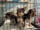 Yorkshire Terrier Puppies for sale in Crescent City, FL 32112, USA. price: $1,650