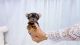 Yorkshire Terrier Puppies for sale in Queens, NY 11106, USA. price: $12,000