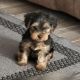 Yorkshire Terrier Puppies for sale in Magnolia, TX, USA. price: $800