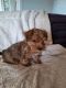 Yorkshire Terrier Puppies for sale in Rosamond, CA, USA. price: $1,000