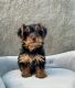 Yorkshire Terrier Puppies for sale in Webster, FL 33597, USA. price: $1,200