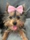 Yorkshire Terrier Puppies for sale in St Cloud, FL, USA. price: $1,200