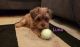 Yorkshire Terrier Puppies for sale in Martinez, CA 94553, USA. price: $1,500