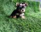 Yorkshire Terrier Puppies for sale in Smithfield, NC 27577, USA. price: $900