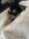 Yorkshire Terrier Puppies for sale in Fort Myers, FL, USA. price: $950