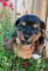 Yorkshire Terrier Puppies for sale in North Highlands, CA, USA. price: NA