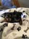 Yorkshire Terrier Puppies for sale in Fort Collins, CO, USA. price: $1,400