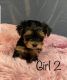 Yorkshire Terrier Puppies for sale in Dallas, TX, USA. price: $900