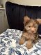 Yorkshire Terrier Puppies for sale in Cleveland, GA 30528, USA. price: NA