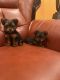 Yorkshire Terrier Puppies for sale in Sacramento, CA, USA. price: $2,300