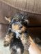 Yorkshire Terrier Puppies for sale in Orlando, FL, USA. price: $1,500