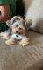 Yorkshire Terrier Puppies for sale in Killeen, TX, USA. price: $2,000