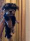 Yorkshire Terrier Puppies for sale in Austin, TX, USA. price: $550