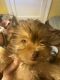 Yorkshire Terrier Puppies for sale in Bridgeton, NC 28519, USA. price: $600