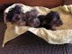 Yorkshire Terrier Puppies for sale in Lemont, IL, USA. price: $800