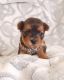 Yorkshire Terrier Puppies for sale in San Antonio, TX, USA. price: $1,200