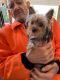 Yorkshire Terrier Puppies for sale in Eufaula, AL, USA. price: $2,500