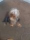 Yorkshire Terrier Puppies for sale in San Diego, CA, USA. price: $1,300