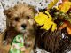 Yorkshire Terrier Puppies for sale in Jonestown, TX, USA. price: $2,400