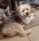 Yorkshire Terrier Puppies for sale in Fort White, FL 32038, USA. price: $1,250