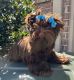 Yorkshire Terrier Puppies for sale in Collierville, TN, USA. price: $120,000