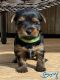 Yorkshire Terrier Puppies for sale in Buchanan, VA 24066, USA. price: NA