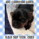 Yorkshire Terrier Puppies for sale in Arcadia, FL 34266, USA. price: $4,000