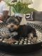 Yorkshire Terrier Puppies for sale in Titusville, FL, USA. price: $2,000