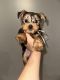 Yorkshire Terrier Puppies for sale in Philadelphia, PA, USA. price: $1,000