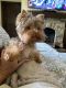 Yorkshire Terrier Puppies for sale in Tulsa, OK, USA. price: $1,200
