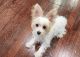 Yorkshire Terrier Puppies for sale in Wall Township, NJ 07753, USA. price: $1,000