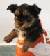 Yorkshire Terrier Puppies for sale in Simpsonville, SC, USA. price: $800