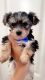 Yorkshire Terrier Puppies for sale in Salinas, CA 93905, USA. price: $800