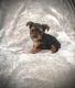 Yorkshire Terrier Puppies for sale in Hobart, IN 46342, USA. price: $1,200