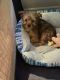 Yorkshire Terrier Puppies for sale in Canandaigua, NY 14424, USA. price: $800