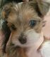 Yorkshire Terrier Puppies for sale in San Tan Valley, AZ, USA. price: $3,500