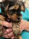 Yorkshire Terrier Puppies for sale in Charleston, SC, USA. price: $2