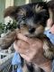 Yorkshire Terrier Puppies for sale in Charleston, SC, USA. price: $1