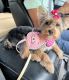 Yorkshire Terrier Puppies for sale in Elizabeth, NJ, USA. price: $2,500