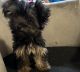 Yorkshire Terrier Puppies for sale in South Holland, IL, USA. price: NA