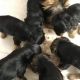 Yorkshire Terrier Puppies for sale in Washington, DC, USA. price: $600