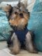 Yorkshire Terrier Puppies for sale in Coral Springs, FL, USA. price: $2,500