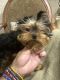 Yorkshire Terrier Puppies for sale in Orange, CA, USA. price: $2,900