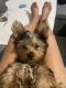 Yorkshire Terrier Puppies for sale in Lakeland, FL, USA. price: $2,500