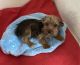 Yorkshire Terrier Puppies for sale in Downey, CA, USA. price: $1,400