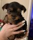 Yorkshire Terrier Puppies for sale in Glen Allen, VA, USA. price: $100,000