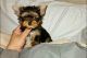 Yorkshire Terrier Puppies for sale in Pittsburgh, PA, USA. price: $400